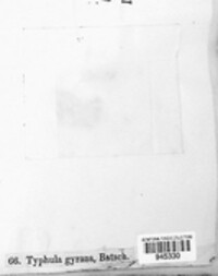 Typhula gyrans image